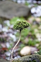 wbgarden dwarf conifers 39